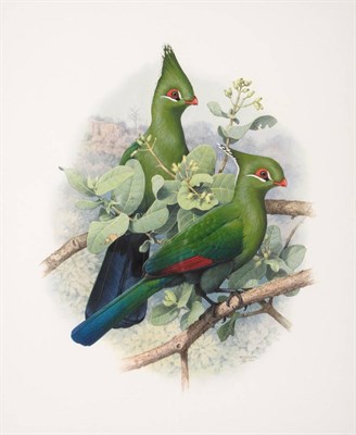 Lot 672 - William T Cooper (1934-2015) Australian  "Livingstone's Turaco " Signed and dated 1997, watercolour