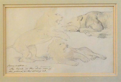 Lot 611 - William Strutt (1826-1915) Studies of lions  Inscribed in ink  "From nature - the hocks of this...