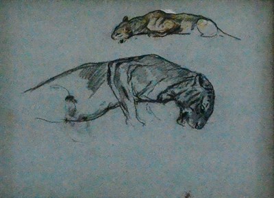 Lot 615 - Arthur Wardle RA (1860-1949)  Studies of big cats  Black and coloured crayon, 25.5cm by 35.5cm,...