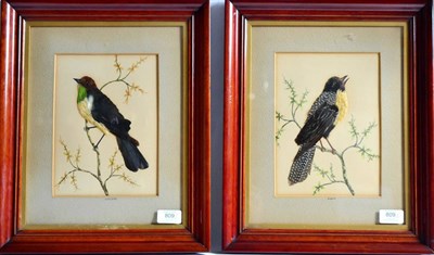 Lot 809 - A Pair of Bird Feather Collage Pictures, early 20th century, each as a song bird perched on a...