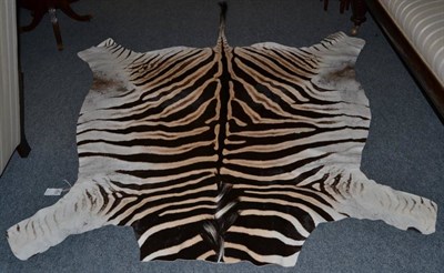 Lot 1165 - Burchell's Zebra (Equus quagga burchelli), modern, skin rug, head lacking, 237cm long
