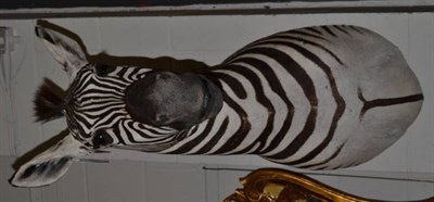 Lot 1169 - Plains Zebra (Equus quagga), modern, shoulder mount turning slightly to the left, 76cm from the...