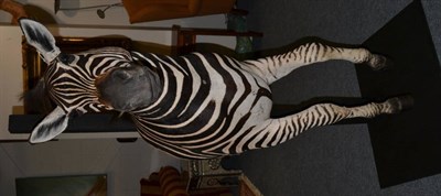Lot 1174 - Plains Zebra (Equus quagga), modern, fore-part with head turning slightly to the right, wall...
