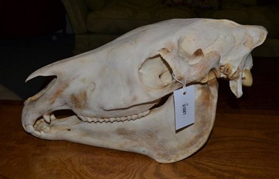 Lot 1175 - Burchell's Zebra (Equus quagga), modern, skull, 54cm long by 28cm high approx  With green game...