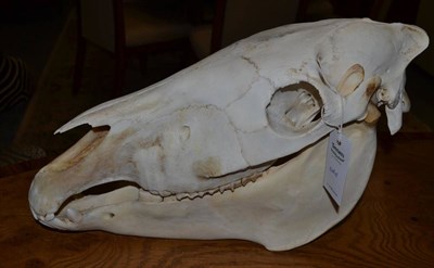 Lot 1176 - Burchell's Zebra (Equus quagga), modern, skull, 51cm long by 27.5cm high approx  With green...