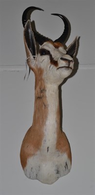 Lot 1177 - Springbok (Antidorcas marsupialis), modern, shoulder mount with head turning to the left, 34cm from