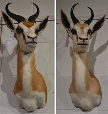 Lot 1178 - Springbok (Antidorcas marsupialis), modern, shoulder mount with head turning to the left 38cm...