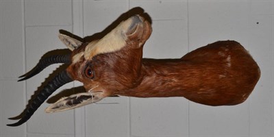 Lot 1179 - Blesbok (Damaliscus pygargus phillipsi), modern, shoulder mount with head turning to the left, 50cm