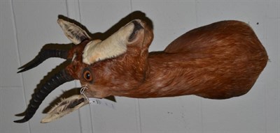 Lot 1180 - Blesbok (Damaliscus pygargus phillipsi), modern, shoulder mount with head turning to the left, 52cm