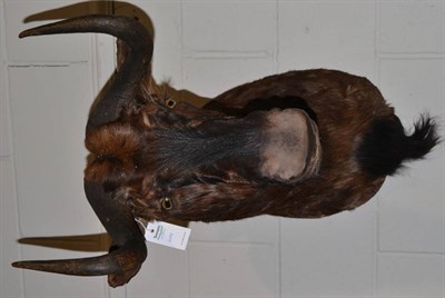 Lot 1181 - Black Wildebeest (Connochaetes gnou), modern, shoulder mount, with head turning slightly to the...