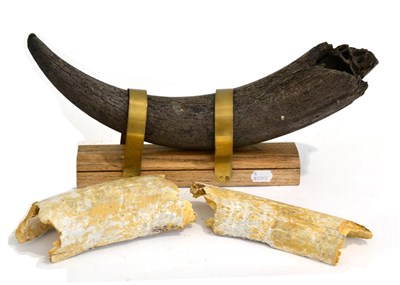 Lot 3019 - Aurochs&nbsp;Fossilised Horn on oak base with brass retaining straps 54cm long, Mammoth Tusk in two