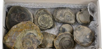 Lot 3020 - Ten Ammonites, Whitby, 180 million years old, Dactylioceras and Hildoceras