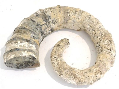 Lot 3025 - A Large Uncoiled Speeton Clay Ammonite, Scarborough, Distiliceras Pavlovi, Cretaceous, 80...
