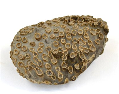 Lot 3027 - A Fossilized Coral Specimen, Lithostrotion in carboniferious limestone 300,000,000+ years old...