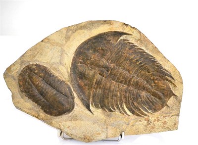 Lot 3028 - A Large Specimen With Two Trilobite Fossils, from Alnif Morocco, Ordovician period 495-480...