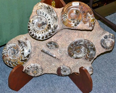 Lot 3029 - Goniatite Ammonite Fossil, partly polished, 76cm by 58cm, on laminated wood folding stand