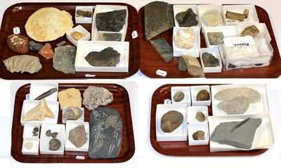 Lot 3052 - Four Trays of Miscellaneous Fossils, including Trilobite, Belemnite, Graptolites, Amonites and fish
