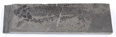 Lot 3121 - A Fossil Fish From Achanarras Quarry, Caithness, Scotland