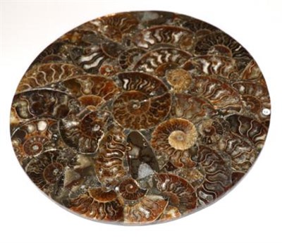 Lot 3170 - Inlay Circle of Cleoniceras Ammonites, Madagascar, 110 million years