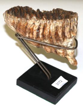 Lot 3172 - Mammoth Tooth With Stand, North Sea, Ice Age, 20-60,000 years, dredged from the sea floor by a...