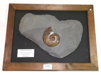 Lot 3173 - A Cleoniceras Pearly Ammonite in Frame, Madagascar, 110 million years