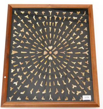 Lot 3174 - A Decorative Display of Fossil Shark Teeth, Morocco, 50 million years old, in frame