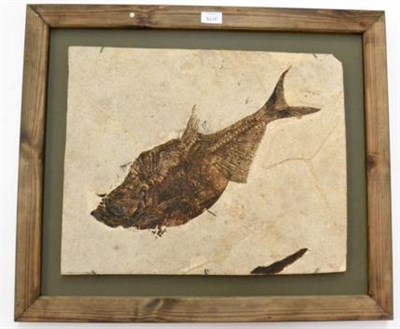 Lot 3175 - A Diplomistus Fossil Fish, Wyoming, USA, 47 million years, in frame