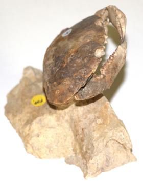 Lot 3176 - A Fossil Crab, Harpacacinus Punctatus, 45 million years, Verona, Italy