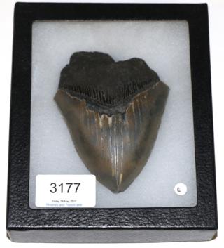 Lot 3177 - A Giant Shark Tooth, Carcaradon Megalodon, South Carolina, 20 million years