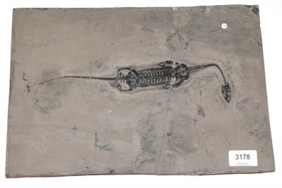 Lot 3178 - A Keichosaur, Marine Reptile, China, 240 million years, Ancestor of the plesiosaur, model for...