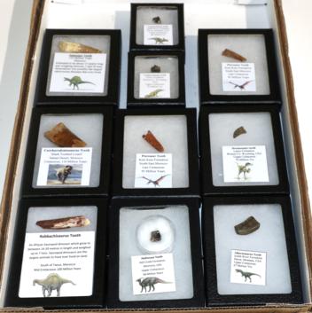 Lot 3179 - A Collection of Dinosaur Teeth, in individual glass topped boxes, with labels