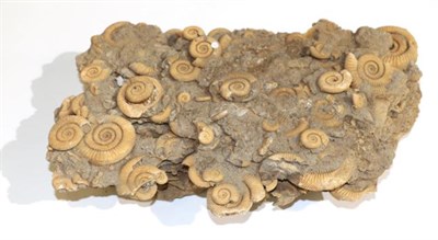 Lot 3184 - A Dactiliocerasammonite Group, Schlieffhausen, Germany, 170 million years, dug up from a...