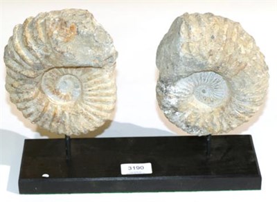 Lot 3190 - Two Acanthoceras Ammonites On a Stand, Morocco 110 million years