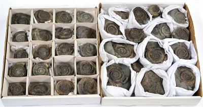 Lot 3216 - Two Trays of Dactylioceras Ammonites From Whitby