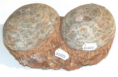 Lot 3217 - A Pair of Dinosaur Eggs Possibly Hadrosaur, each egg 14cm by 11.5cm, complete, nest size 25cm...