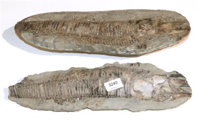 Lot 3240 - Fossilised Fish species unknown, a split rock fossil from Brazil found at the Minas Gerais...