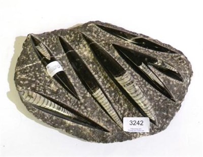 Lot 3242 - A Display Specimen, believed to be Belemnites from North Africa