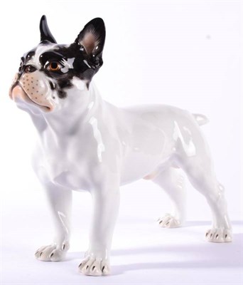 Lot 249 - A Meissen Porcelain Figure of a French Bulldog, 20th century, naturalistically modelled and painted