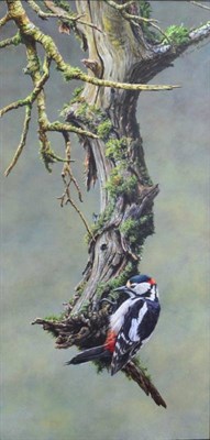 Lot 1042 - Alan Hunt (b.1947) ''The Acrobat; Male Spotted Woodpecker'' Signed, inscribed verso, oil on...