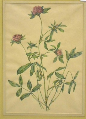 Lot 389 - Victor, After Redouté ";Rosa Ventenatiana"; Coloured reproduction, 33cm by 23.5cm together with  A