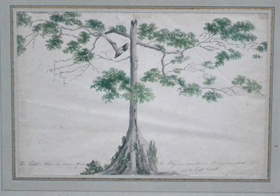 Lot 396 - American School (19th century) Study of a Great Cotton tree Watercolour, 33.5cm by 45cm...