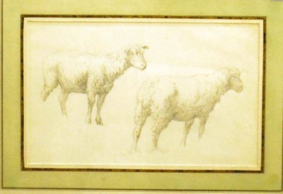 Lot 436 - Circle of Eugene Verboekhoven (19th century) Continental Study of sheep Pencil, 13cm by 21.5cm