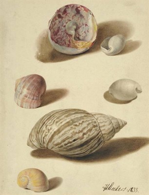 Lot 457 - H* Rukers (19th century) Continental Still life of shells Signed and dated 1833, watercolour,...