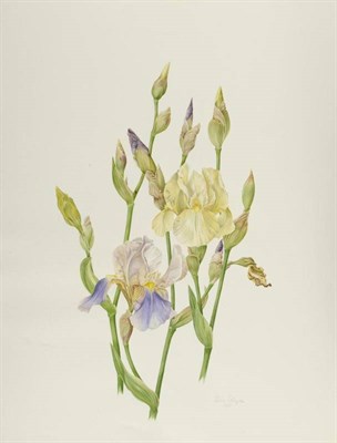 Lot 458 - Jessica Tcherepnine (b.1938) Still life study of purple and yellow Iris Still life study of red and