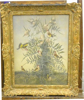 Lot 490 - Jacqueline Pietersen (20th century) Chaffinches around a cotton bud plant Signed, oil on canvas...