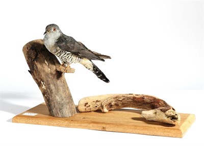 Lot 2001 - Taxidermy: Common Cuckoo (Cuculus canorus), modern, full mount perched upon a dry tree stump,...