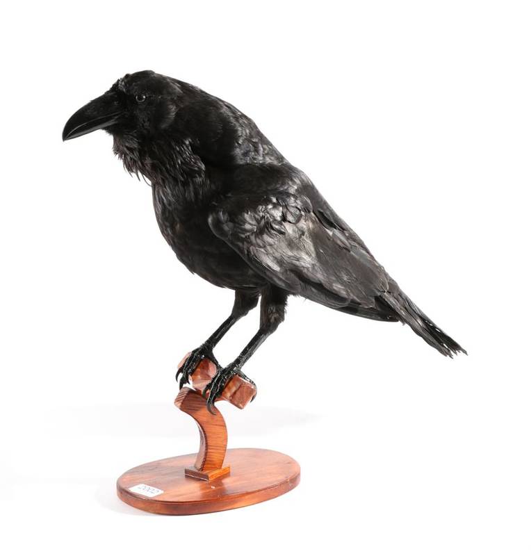 Lot 2002 - Taxidermy: Common Raven (Corvus corax), modern, full mount bird, mounted upon a bird perch,...