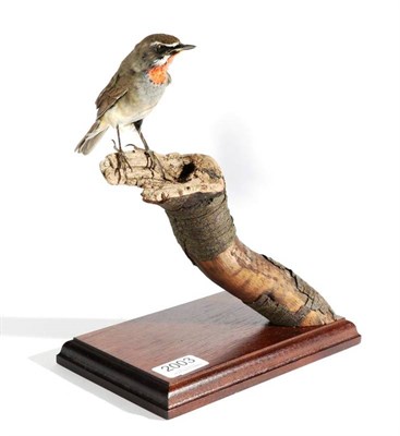Lot 2003 - Taxidermy: Siberian Rubythroat (Calliope calliope), modern, full mount male, perched atop a...