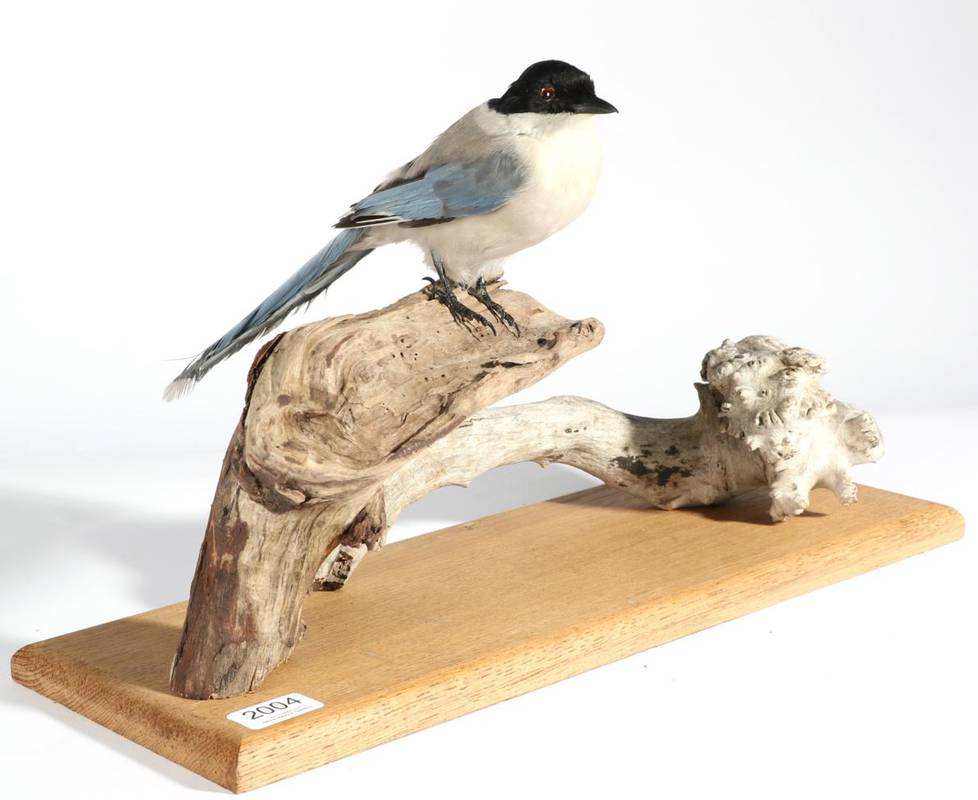 Lot 2004 - Taxidermy: Azure-Winged Magpie (Cyanopica cyanus), modern, full mount perched upon a dry tree...