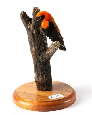 Lot 2005 - Taxidermy: Red Bishop Weaver Bird (Euplectes orix) modern, full mount male bird, perched upon a...